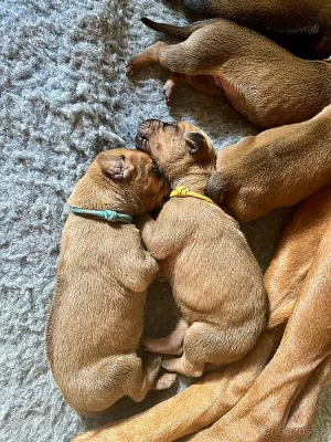Rhodéský ridgeback - štěňata s PP