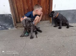 Americký bandog