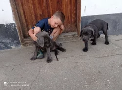 Americký bandog