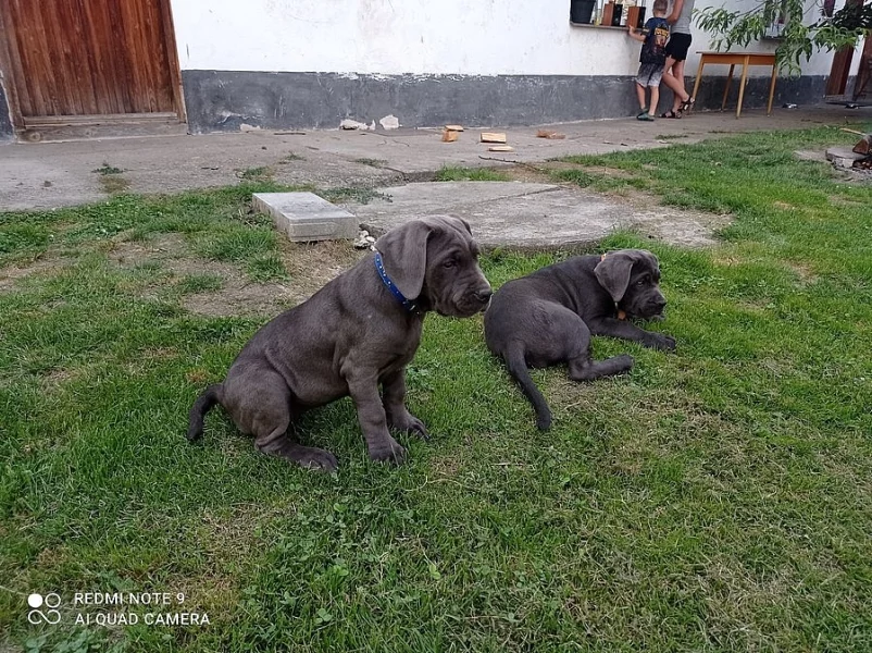 Americký bandog