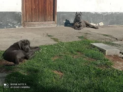 Americký bandog