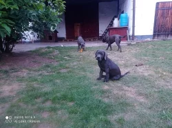 Americký bandog