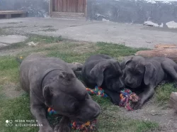 Americký bandog