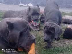 Americký bandog