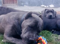 Americký bandog
