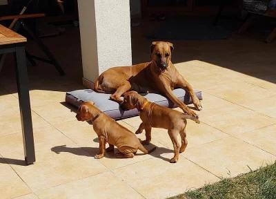 Rhodeský ridgeback - štěňata s PP