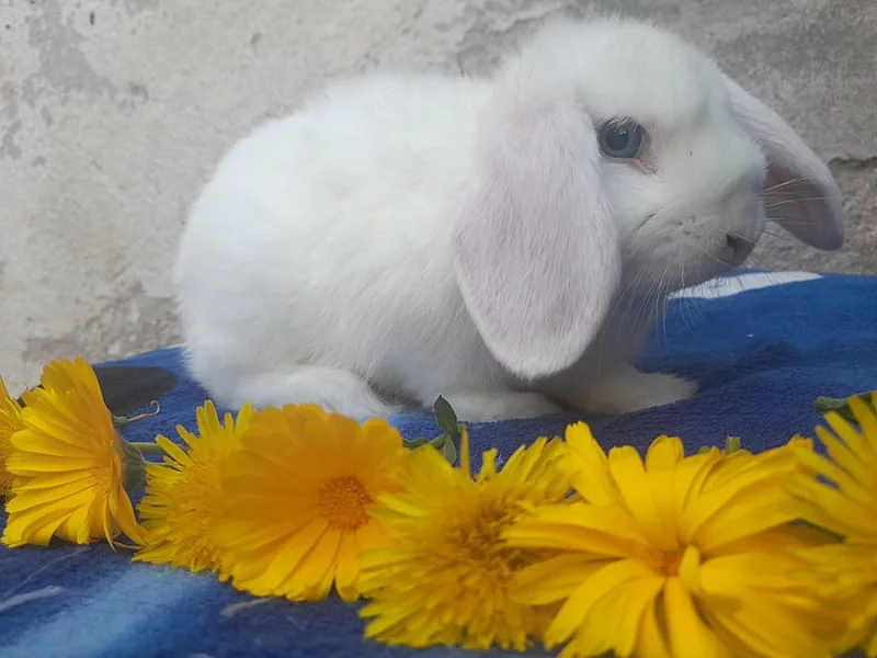 Miminka Minilop beranku