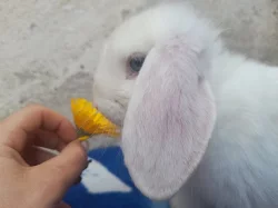 Miminka Minilop beranku