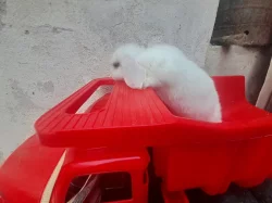 Miminka Minilop beranku