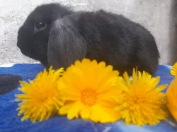 Miminka Minilop beranku