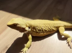 Mláďata agamy vousaté