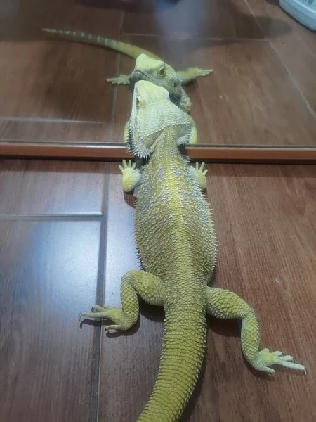 Mláďata agamy vousaté