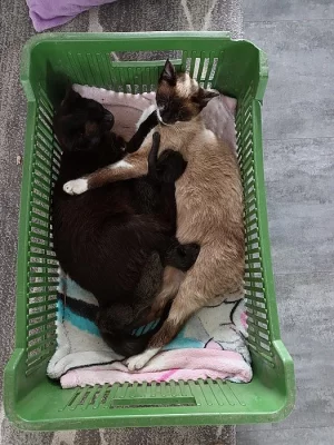 Koťátka Týniště nad Orlicí