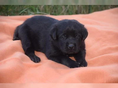 Labradorský retrívr, psi a štěňata na prodej.