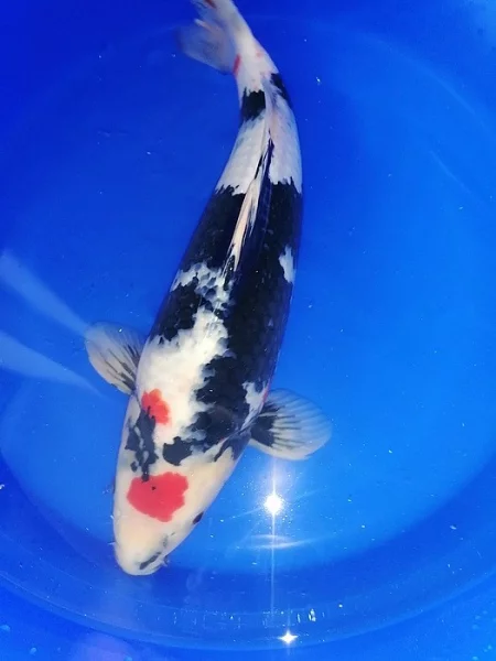 Koi kapr