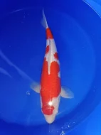 Koi kapr
