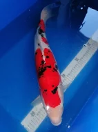 Koi kapr