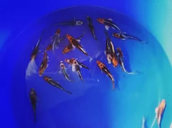 Koi kapr