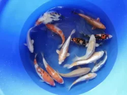 Koi kapr