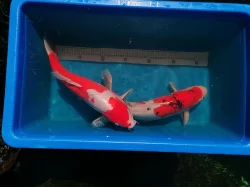 Koi kapr