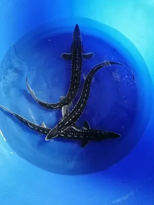 Koi kapr
