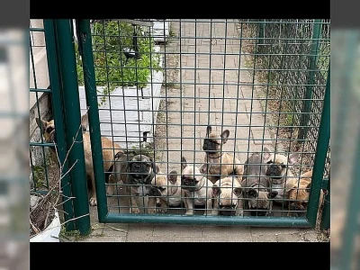 Francouzský buldoček štěňata na prodej