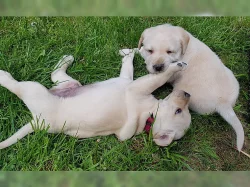 Prodej roztomilých Labradorský retrívr štěňata