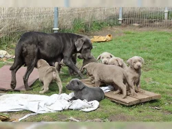 Prodej roztomilých Labradorský retrívr štěňata