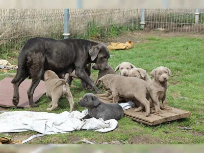 Prodej roztomilých Labradorský retrívr štěňata