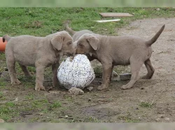 Prodej roztomilých Labradorský retrívr štěňata