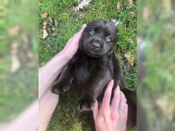 Prodej roztomilých Labradorský retrívr štěňata