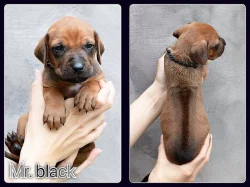 Rhodéský ridgeback s PP