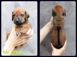 Rhodéský ridgeback s PP