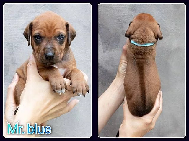 Rhodéský ridgeback s PP
