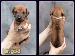Rhodéský ridgeback s PP