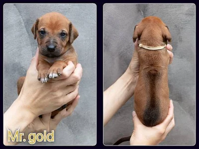 Rhodéský ridgeback s PP