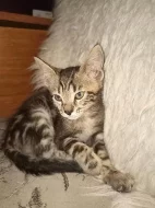 Mainská mývalí koťátka Zkřížená s Bengálskou kočkou