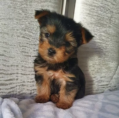 yorkshire terrier s PP FCI pejsek a fenka