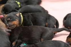 Štěňata rotvajlera s PP - Rottweiler (RTW) - štěně