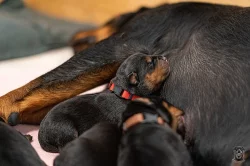 Štěňata rotvajlera s PP - Rottweiler (RTW) - štěně