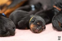 Štěňata rotvajlera s PP - Rottweiler (RTW) - štěně