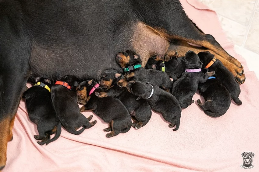 Štěňata rotvajlera s PP - Rottweiler (RTW) - štěně