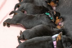 Štěňata rotvajlera s PP - Rottweiler (RTW) - štěně