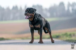 Štěňata rotvajlera s PP - Rottweiler (RTW) - štěně