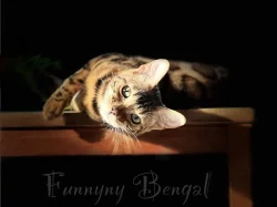 Bengálská kočka
