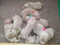 štěňátka s PP - vrh C, Lovec Pampaliny