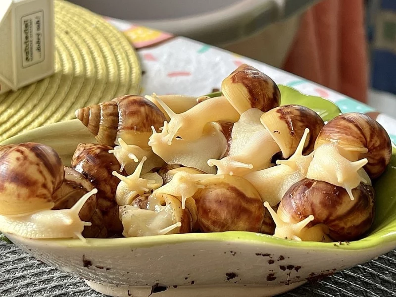 Achatina / africký šnek / oblovka - Fulica albín