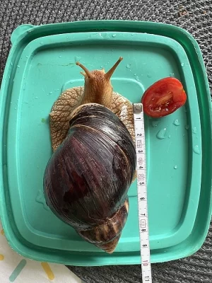 Achatina / africký šnek / oblovka - immaculata
