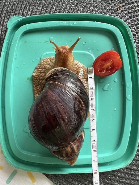 Achatina / africký šnek / oblovka - immaculata