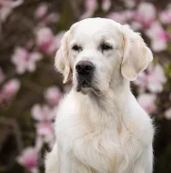 Zlatý retriever štěnata s PP